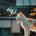 The case for a staycation: exploring the wonders in your own backyard