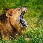 Unleashing the beast: a deep dive into the world of muscle cars