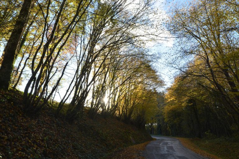 The quiet magic of train travel: a journey through scenic landscapes