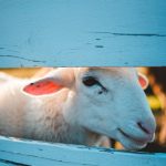 A Guide to Cultivating Empathy and Compassion for Your Neighbors