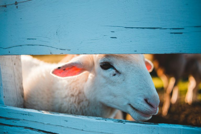 A Guide to Cultivating Empathy and Compassion for Your Neighbors